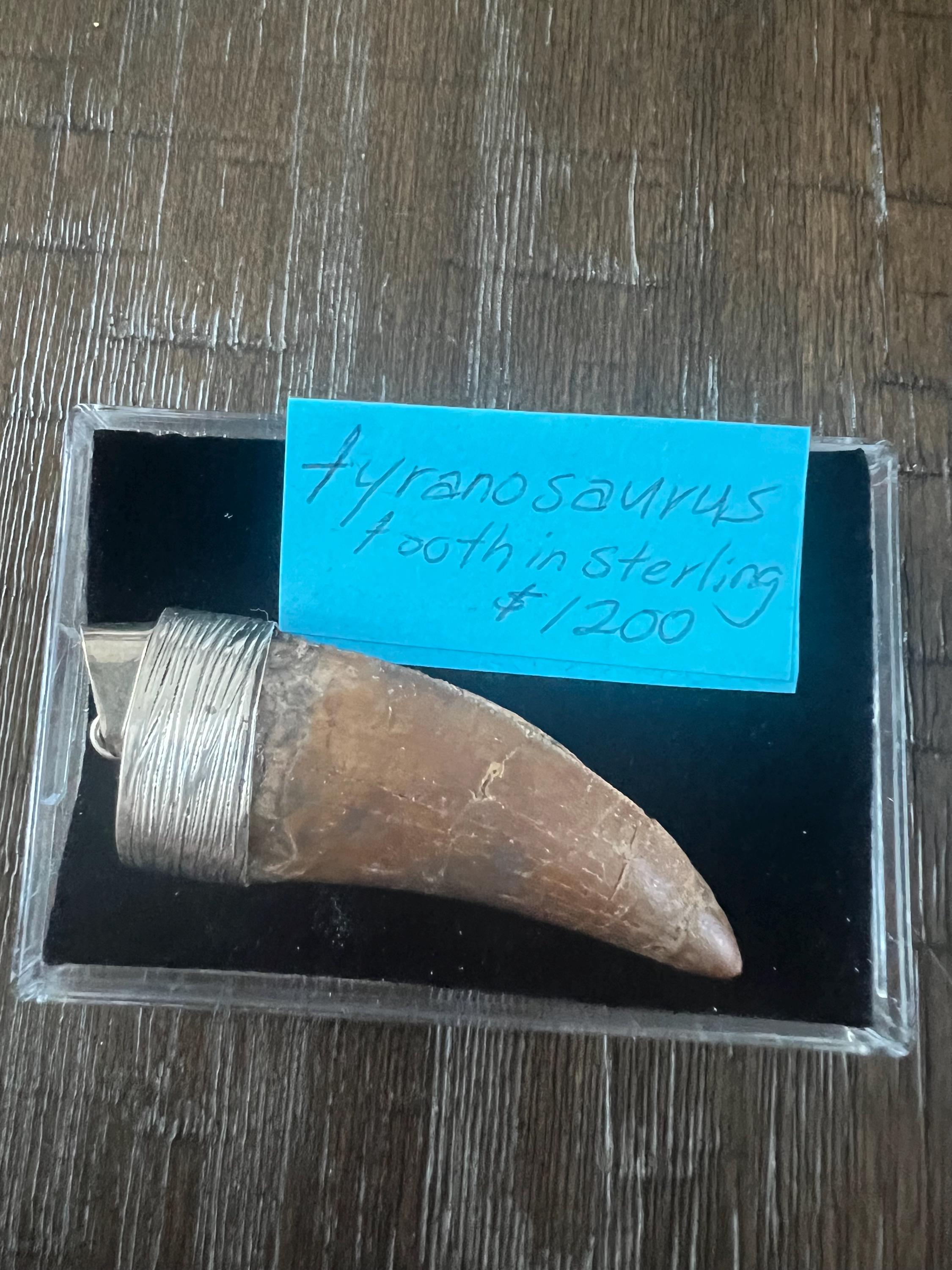 2” Carcharodontosaurus Tooth Pendant | Sterling Silver